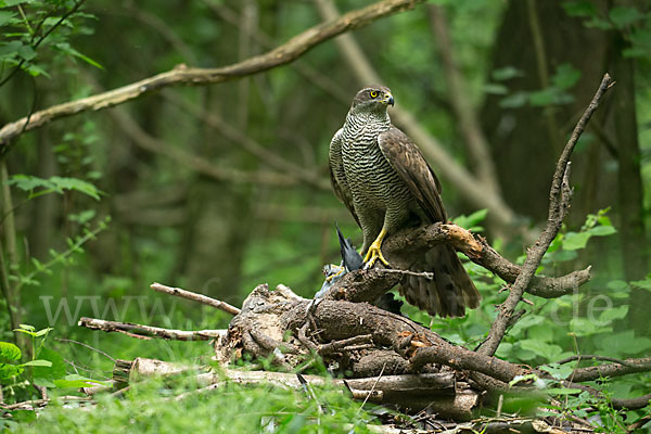 Habicht (Accipiter gentilis)