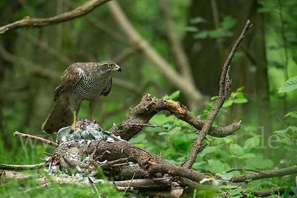 Habicht (Accipiter gentilis)