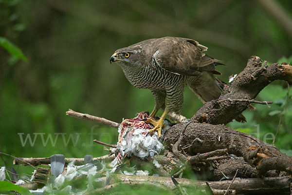 Habicht (Accipiter gentilis)