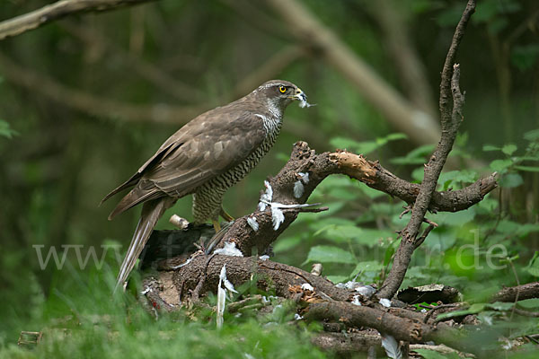 Habicht (Accipiter gentilis)