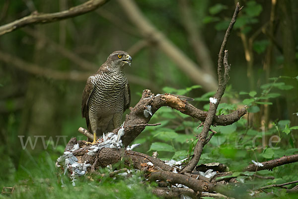 Habicht (Accipiter gentilis)