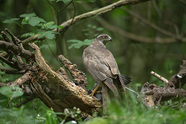 Habicht (Accipiter gentilis)