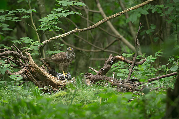 Habicht (Accipiter gentilis)