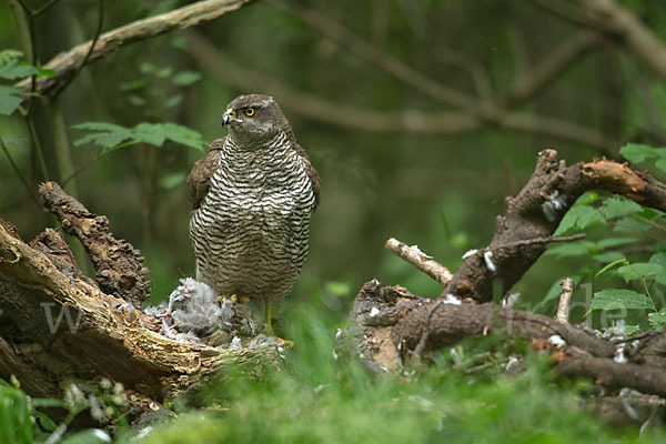 Habicht (Accipiter gentilis)