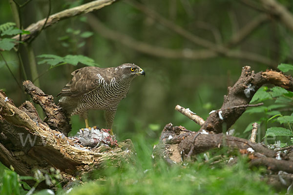 Habicht (Accipiter gentilis)