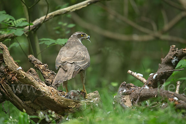 Habicht (Accipiter gentilis)