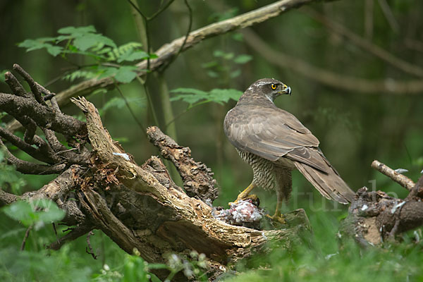 Habicht (Accipiter gentilis)