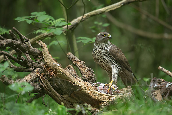 Habicht (Accipiter gentilis)