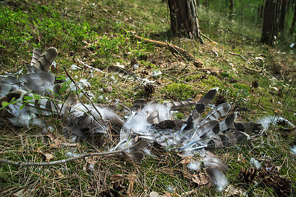 Habicht (Accipiter gentilis)