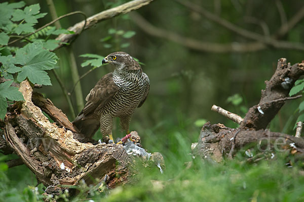 Habicht (Accipiter gentilis)