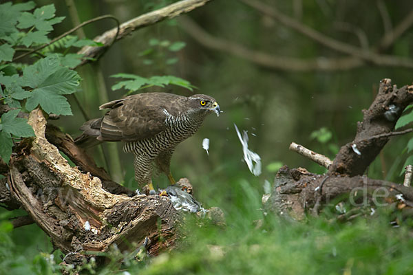 Habicht (Accipiter gentilis)