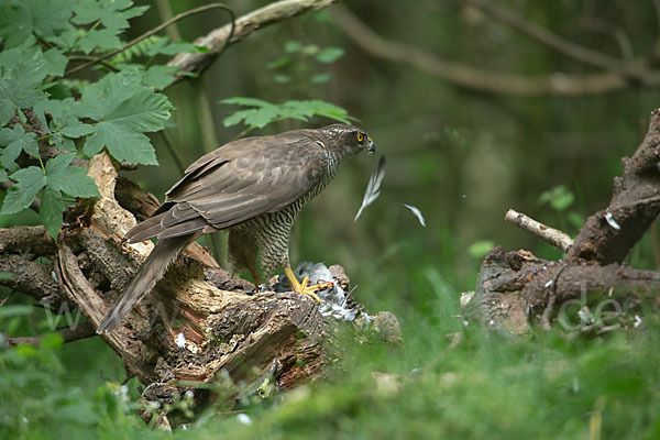 Habicht (Accipiter gentilis)