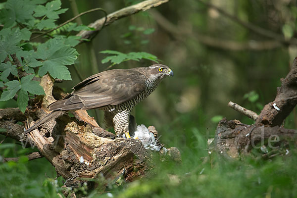 Habicht (Accipiter gentilis)