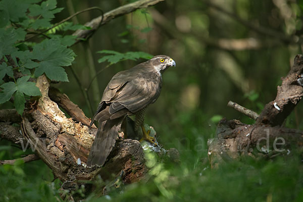 Habicht (Accipiter gentilis)