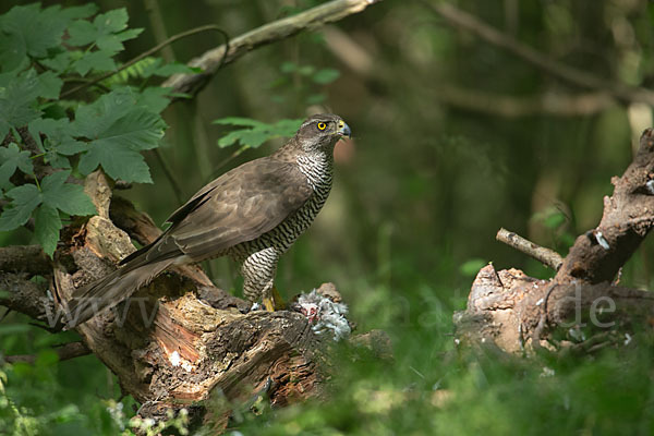 Habicht (Accipiter gentilis)