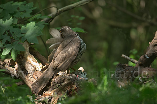 Habicht (Accipiter gentilis)