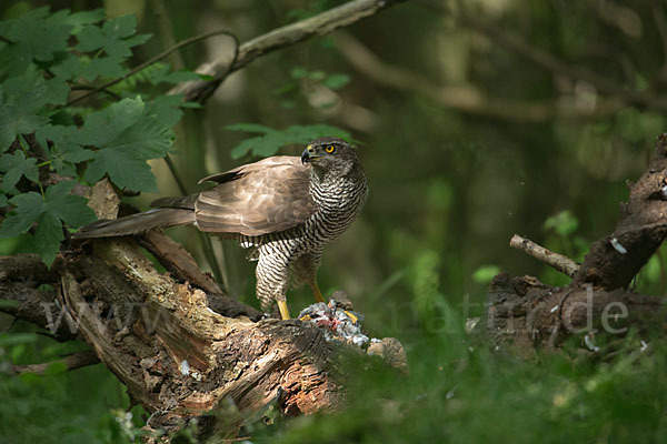 Habicht (Accipiter gentilis)