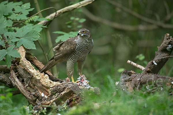 Habicht (Accipiter gentilis)