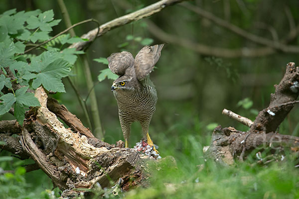 Habicht (Accipiter gentilis)