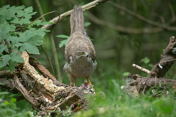 Habicht (Accipiter gentilis)