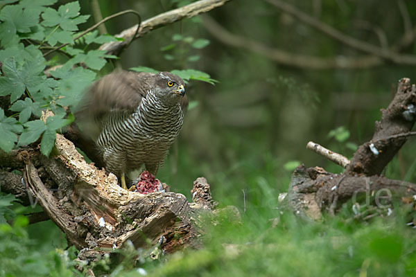 Habicht (Accipiter gentilis)