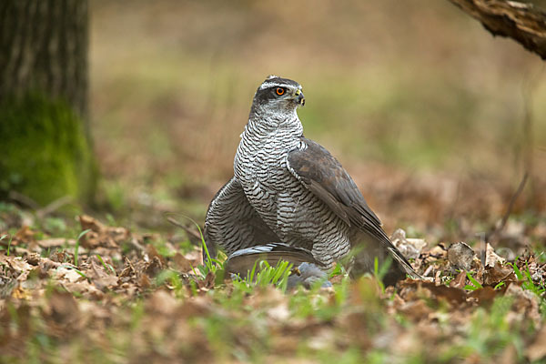 Habicht (Accipiter gentilis)