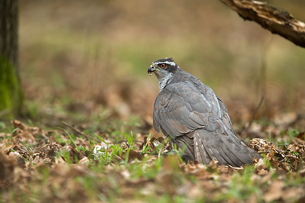 Habicht (Accipiter gentilis)