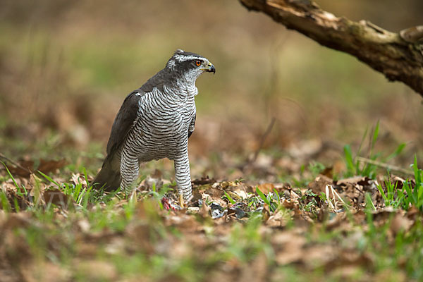 Habicht (Accipiter gentilis)