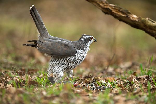 Habicht (Accipiter gentilis)