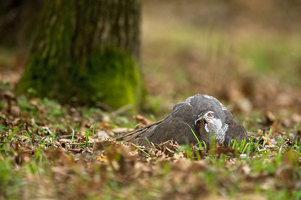 Habicht (Accipiter gentilis)