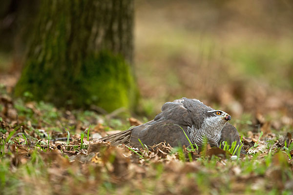 Habicht (Accipiter gentilis)