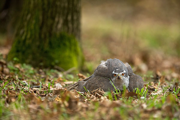 Habicht (Accipiter gentilis)