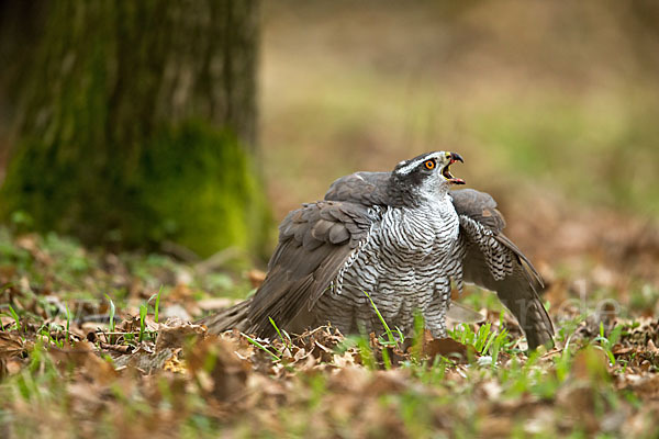 Habicht (Accipiter gentilis)