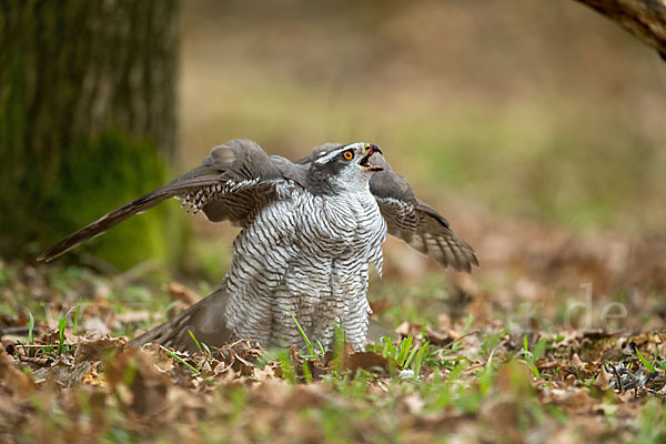 Habicht (Accipiter gentilis)