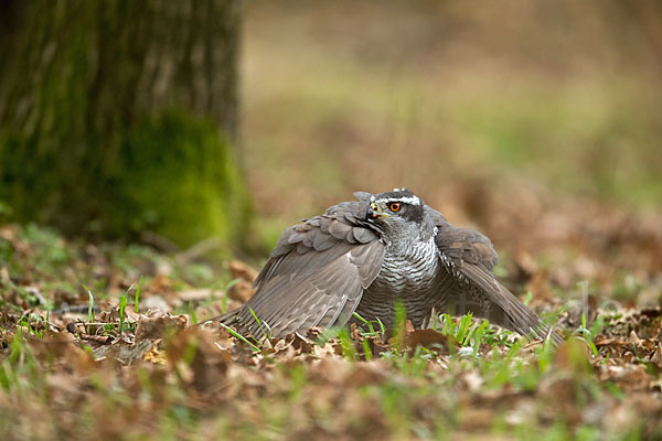 Habicht (Accipiter gentilis)