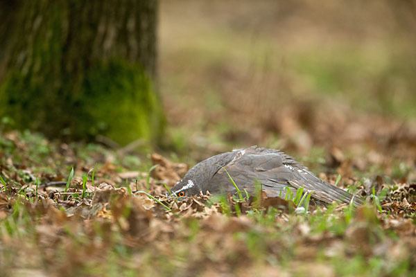 Habicht (Accipiter gentilis)