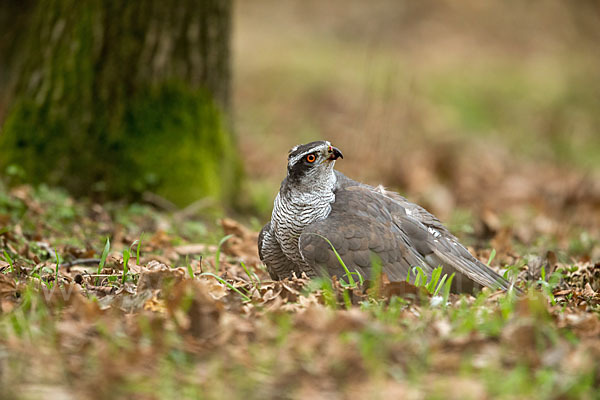 Habicht (Accipiter gentilis)