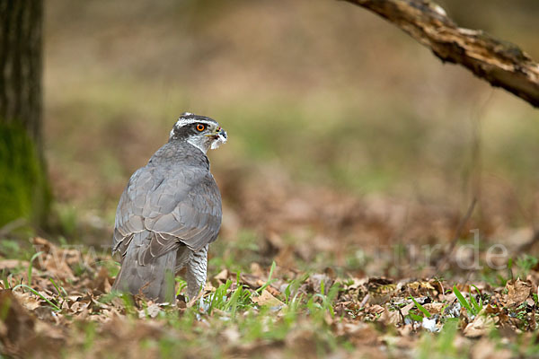 Habicht (Accipiter gentilis)