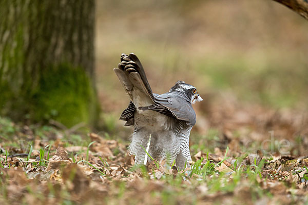 Habicht (Accipiter gentilis)