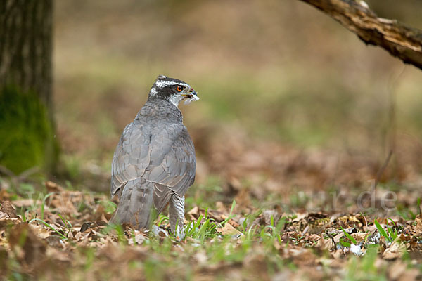 Habicht (Accipiter gentilis)