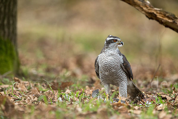 Habicht (Accipiter gentilis)