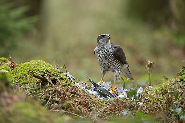 Habicht (Accipiter gentilis)