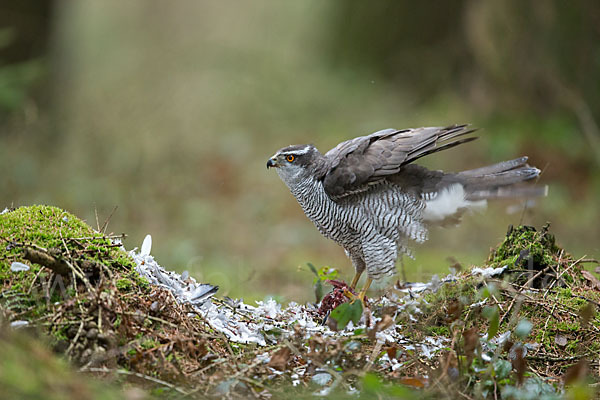 Habicht (Accipiter gentilis)