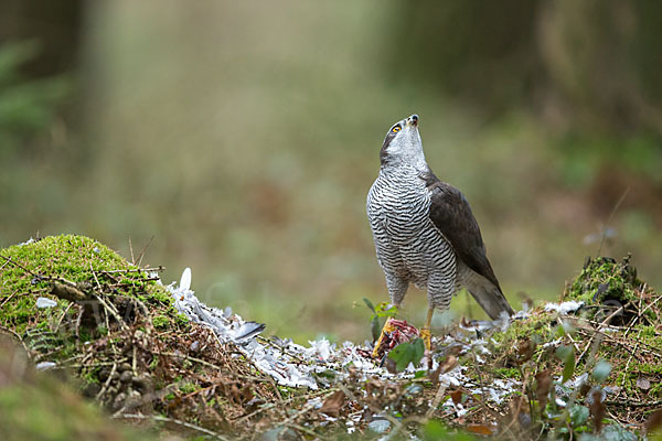 Habicht (Accipiter gentilis)