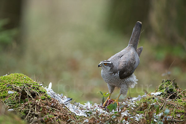 Habicht (Accipiter gentilis)