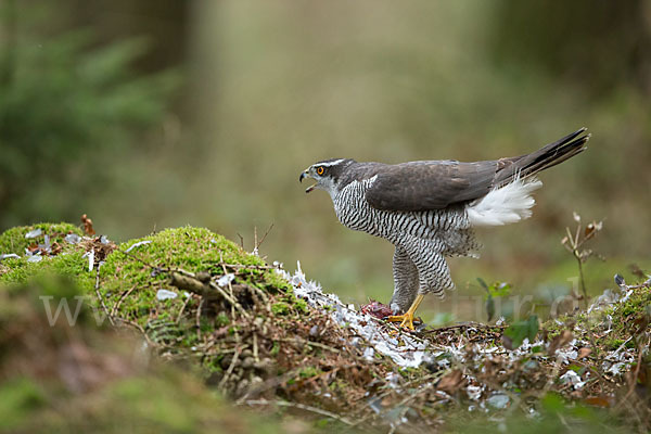 Habicht (Accipiter gentilis)