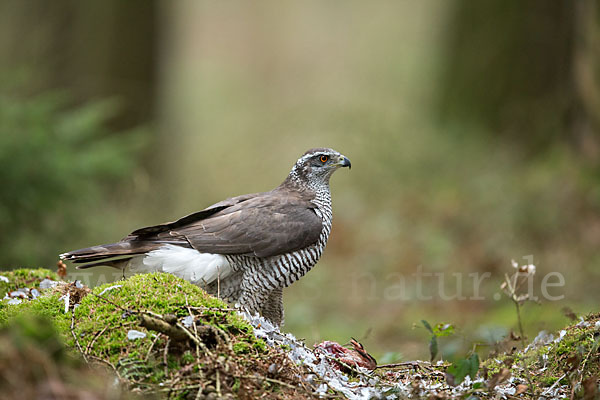 Habicht (Accipiter gentilis)