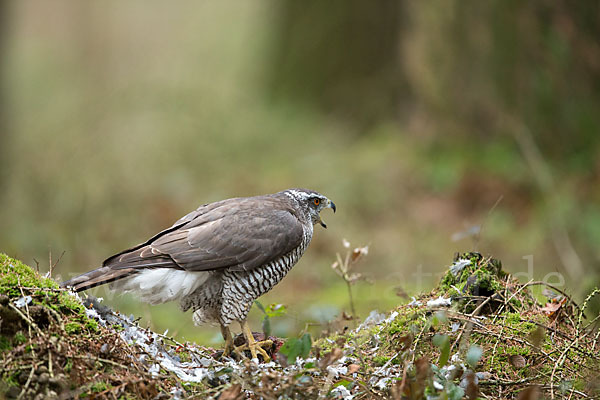 Habicht (Accipiter gentilis)