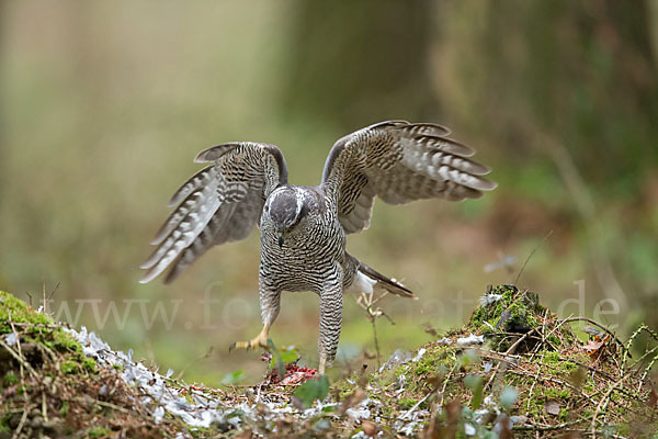 Habicht (Accipiter gentilis)