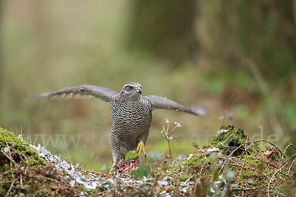 Habicht (Accipiter gentilis)